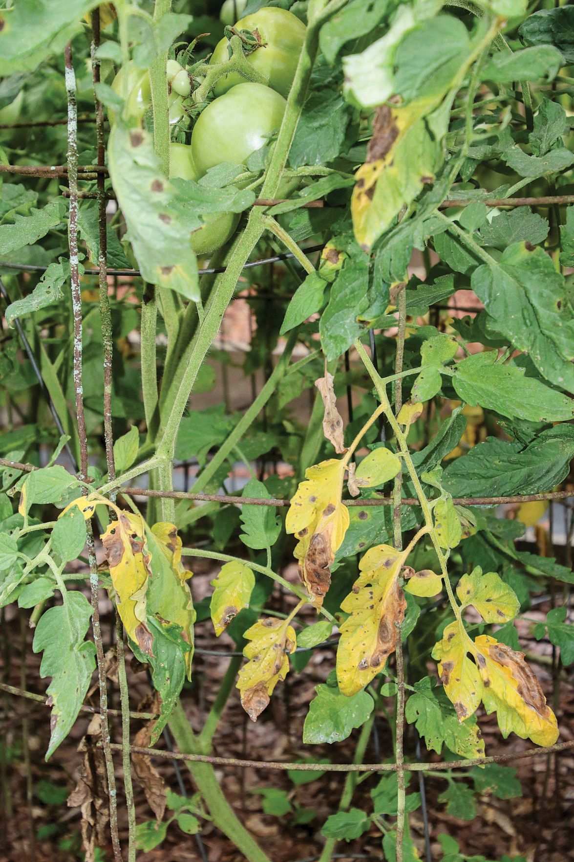 0705 Tomato workshop 1.jpg